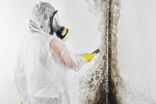 Best Affordable Mold Removal  in Concord, NH