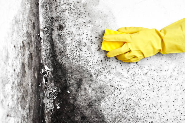 Professional Mold Removal in Concord, NH