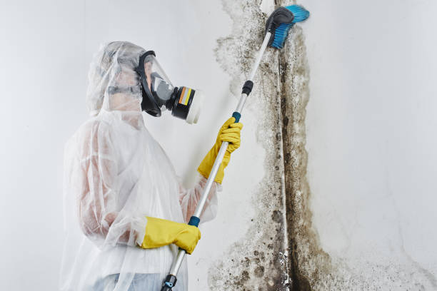 Best Mold Cleaning Services  in Concord, NH