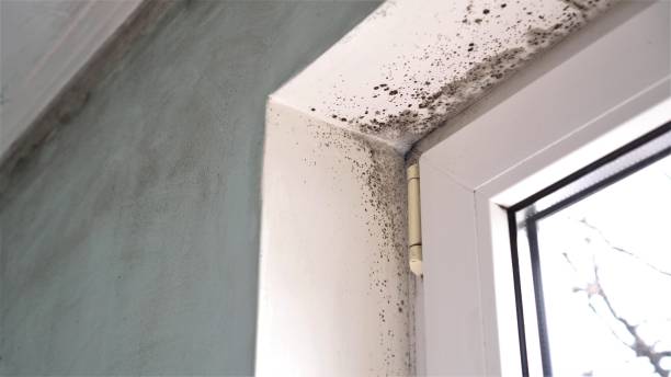 Best Mold Testing  in Concord, NH