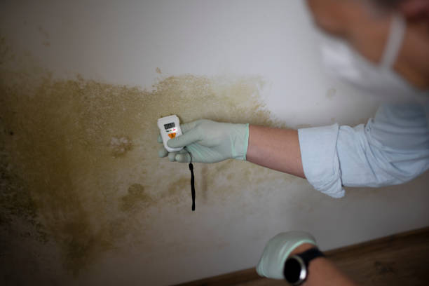 Best Toxic Mold Removal  in Concord, NH