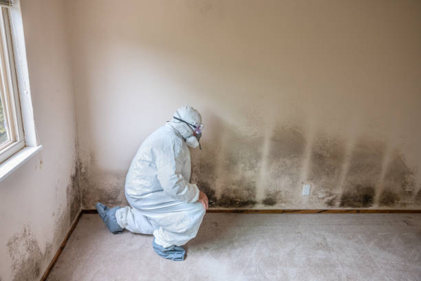 Best Local Mold Removal Service  in Concord, NH