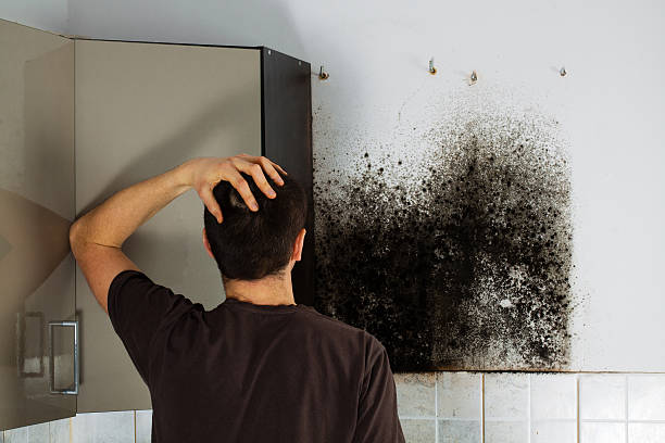 Best Certified Mold Removal  in Concord, NH
