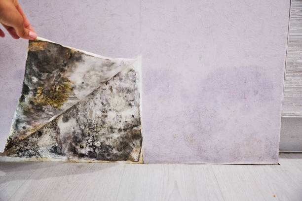 Best Office Mold Removal Services  in Concord, NH